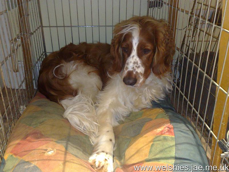 2010-08-29 05.jpg - Hal in Casey's cage